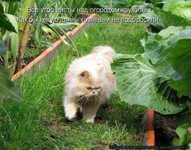 Прикольные котоматрицы Прикольные котоматрицы