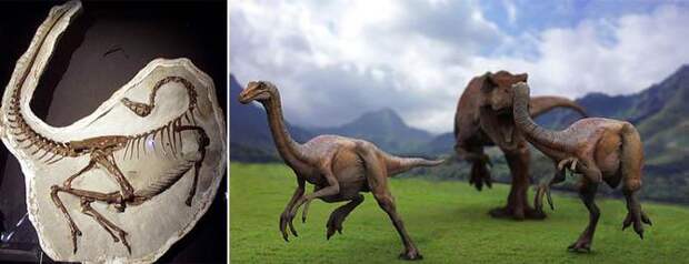 Интересные факты о динозаврах, орнитомим