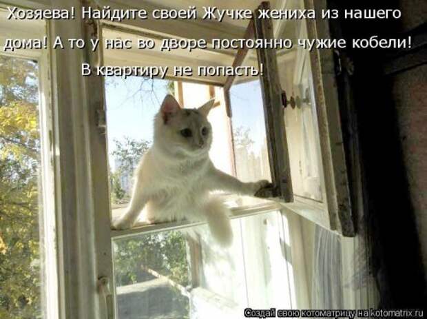 Новая котоматрица (38 фото)