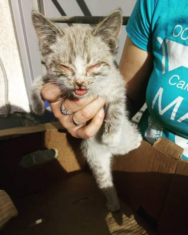 Сердце не смогло оставить на улице эту кроху...