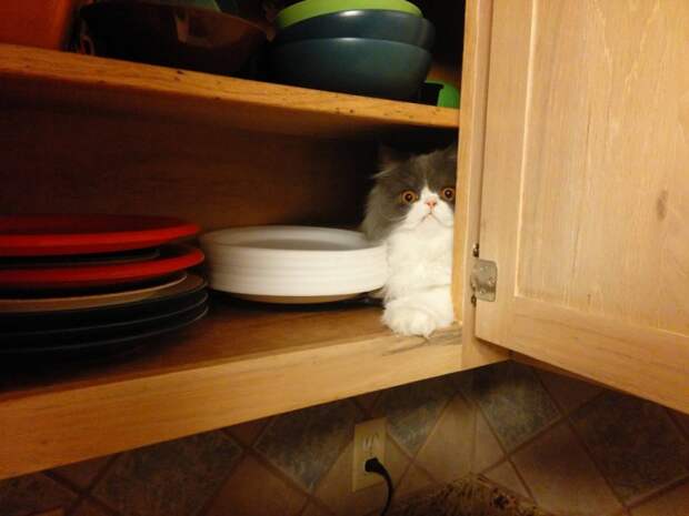 кошка в шкафу