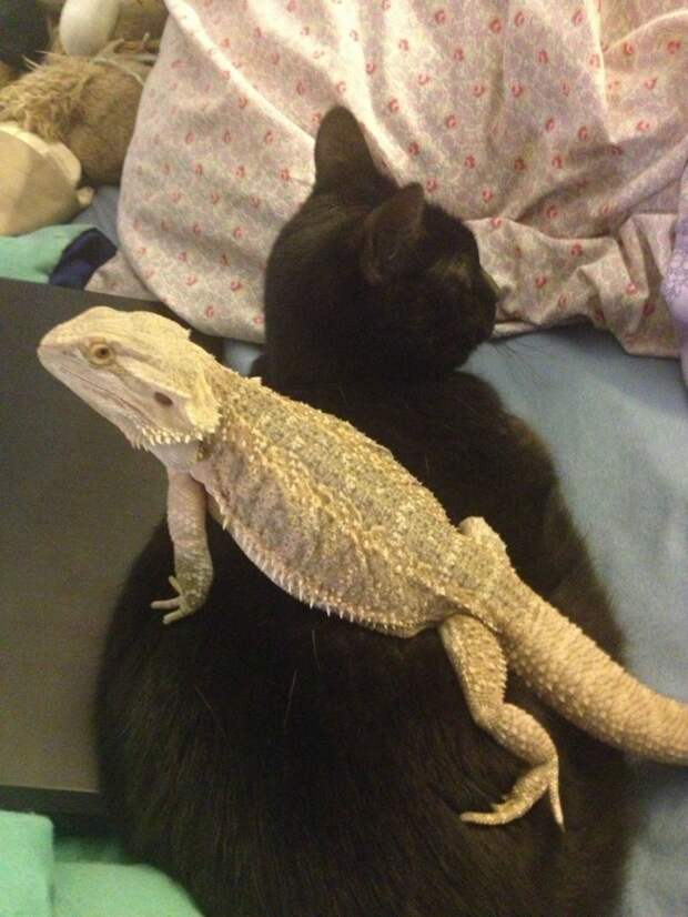 дружба кота и ящерицы