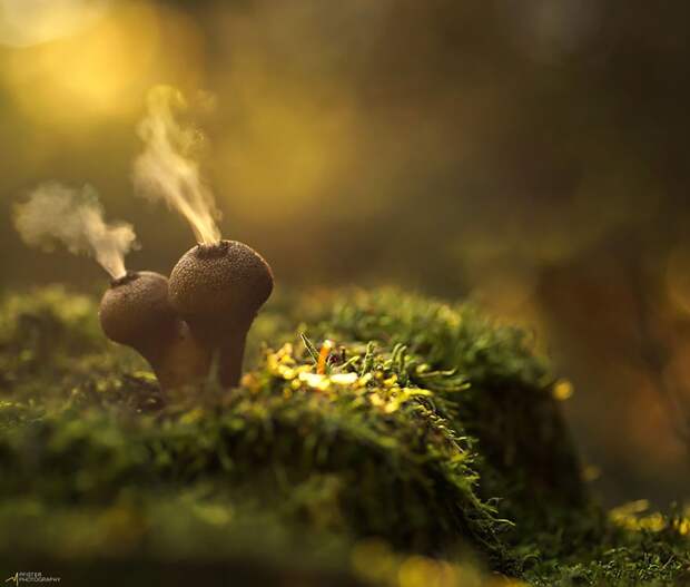 2. Puffballs Дождевик. 2. Puffballs Дождевик. грибы, интересное, фото