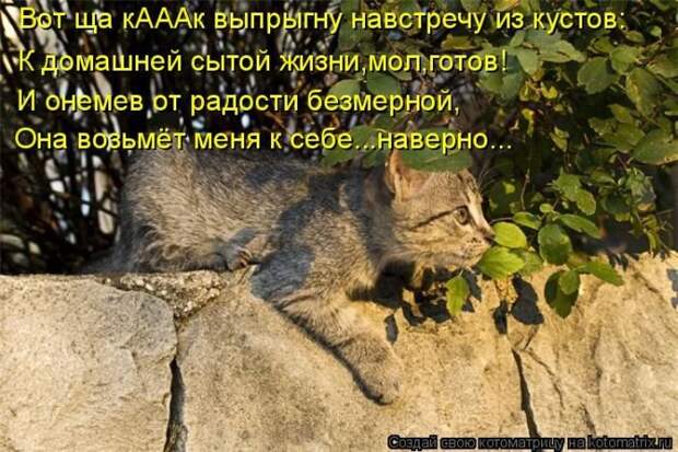 Прикольные котоматрицы - смешные кошки Прикольные котоматрицы - смешные кошки