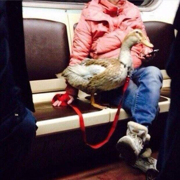 Чудики из метро