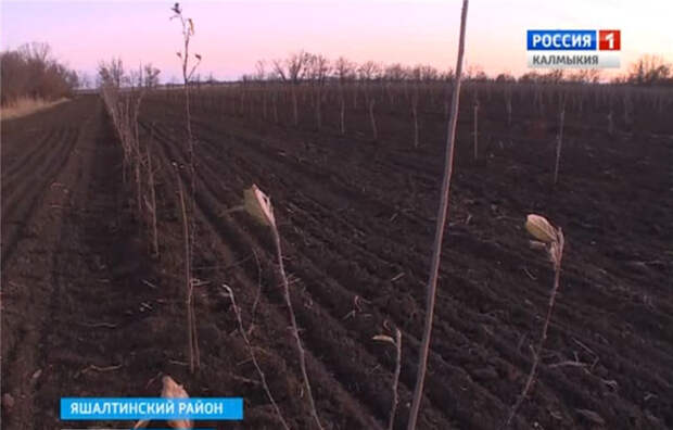 Сад разбит на 590 гектарах. Сад разбит на 590 гектарах. Участок вид сверху. Красномихайловское калмыкия. Сад разбит на 590 гектарах.