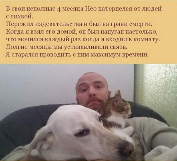 собака