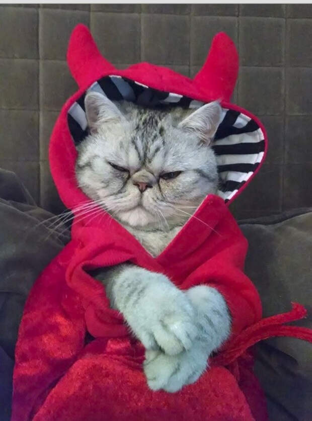 коварные кошки 