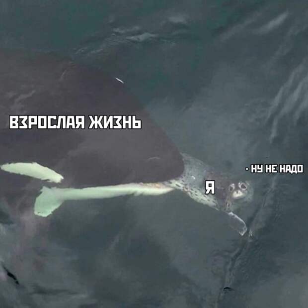 www.vsyako.net