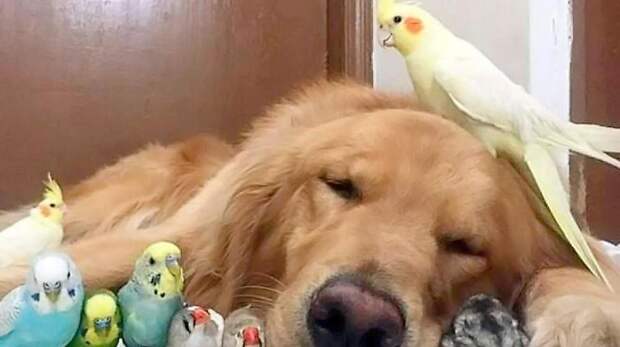 Смешные собаки-антидепрессанты