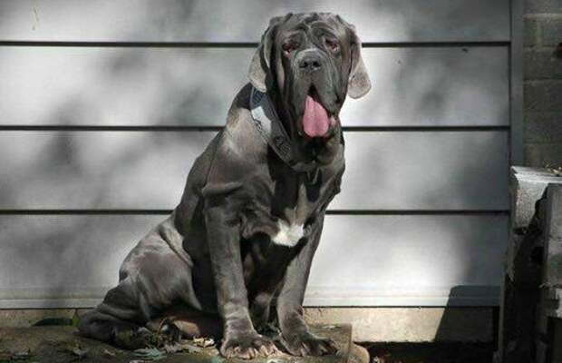 This week on Meet the Giants, we're talking about the Neapolitan Mastiff! Read more for tons of fabulous breed information!