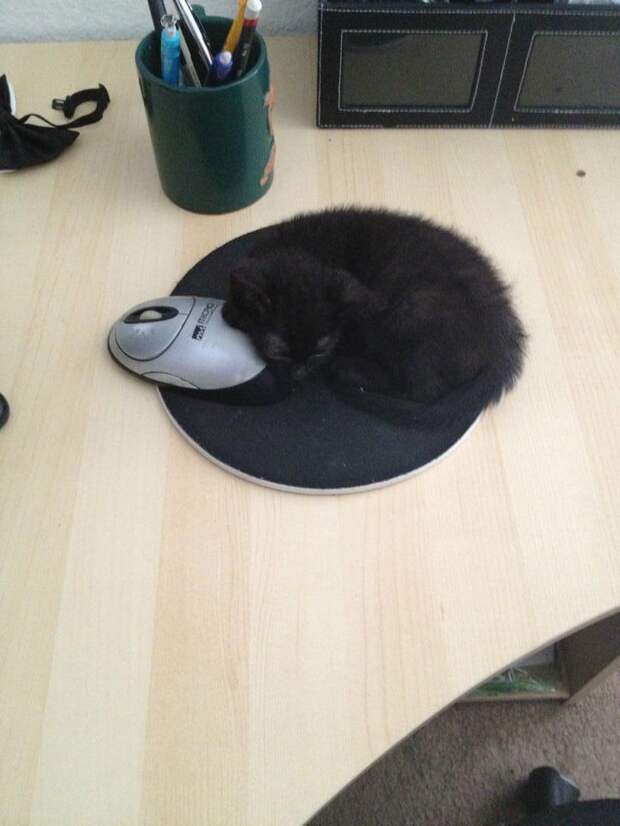 кот и мышка