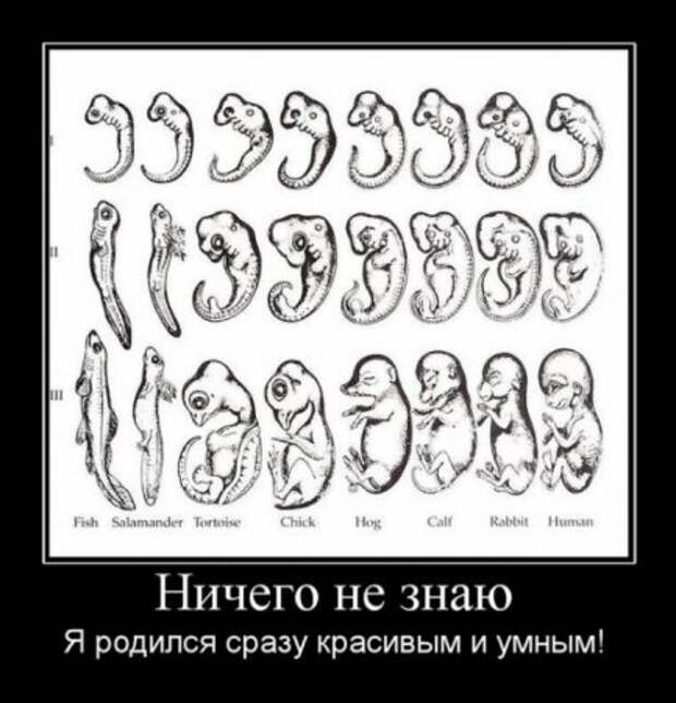 Много разных приколов в демотиваторах.