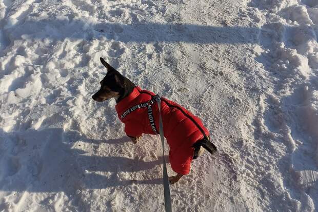 Ветеринар Сафинская разъяснила, стоит ли гулять с собаками в сильный мороз