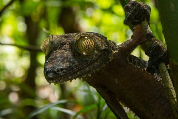 Mandatory Credit: Photo by Sam Rowley/Solent News/REX Shutterstock (5145992c) Gecko Gecko appears to be grinning, Nosy Mangabe Island, Africa - Sep 2015 *Full story: http://www.rexfeatures.com/nanolink/r3uh A sneaky gecko tries to hide itself with camouflage against a tree - only to jump up and do its best impression of Kermit the Frog. The foot-long creature cleverly disguises itself to warn off predators in the shape of Coua birds circling in the tree tops. However, upon realising its veil has been broken, the large gecko soon reveals itself to be a comedy character. Cheekily, it hangs from a branch of the tree before revealing a large grin much like the infamous Muppet creation. Photographer Sam Rowley, a third-year biology student at Bristol University, spotted the gecko on a trip to Nosy Mangabe Island just off the coast of Madagascar in Africa. The 20-year-old Londoner said: "They are usually only a few metres off the ground on a trunk, making it easier to spot. "Nosy Mangabe is the best place to see them as there are fewer predatory couas, a large species of bird, present. You need a lot of luck.