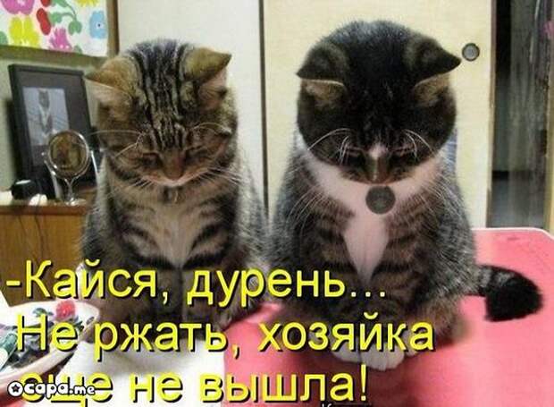 Позитивные котэ (29.05.15)