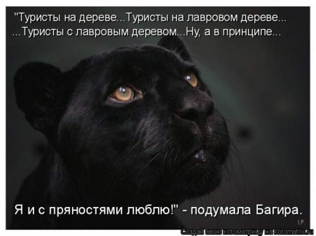 Котоматрица на Бугаге (34 фото)