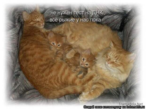 Осенняя подборка Котоматриц 2010 - Выпуск 22