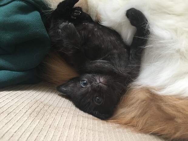 Котенок лежит