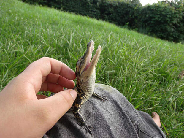 animales-con-sonrisa-10