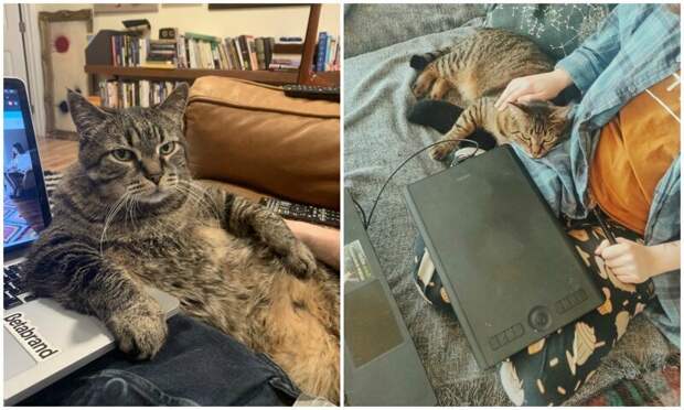 «Хозяин, хватит работать!»: 30 пушистых домашних помощников