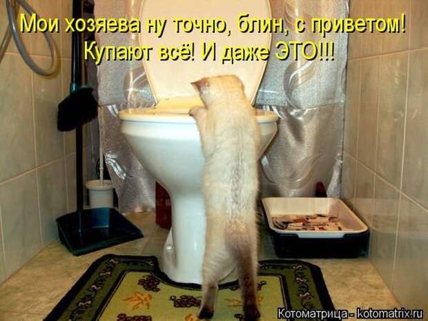 Прикольные котоматрицы - смешные кошки Прикольные котоматрицы - смешные кошки