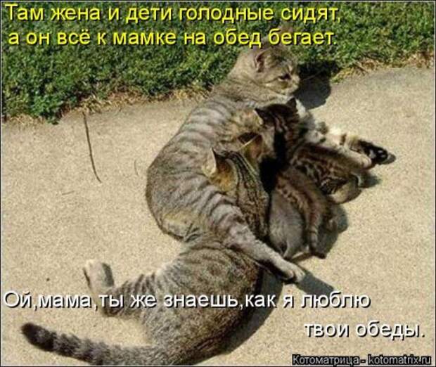 Новая котоматрица на Бугаге (30 фото)