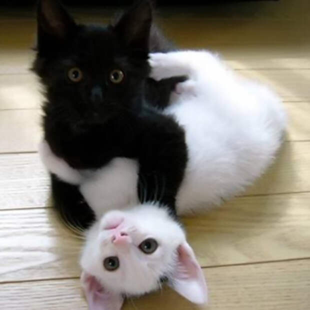 что чувствуют коты