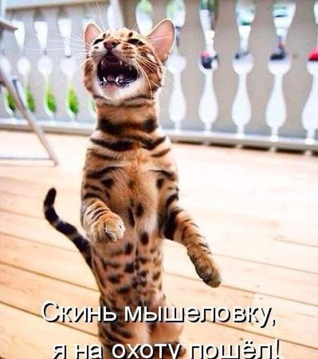 Приколы Приколы