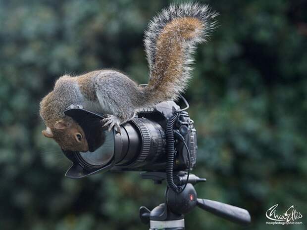 Белки фотографа Max Ellis. Белки фотографа Max Ellis.