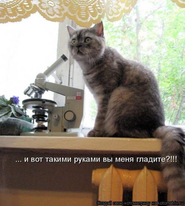 Новая котоматрица для хорошего настроения (37 фото)