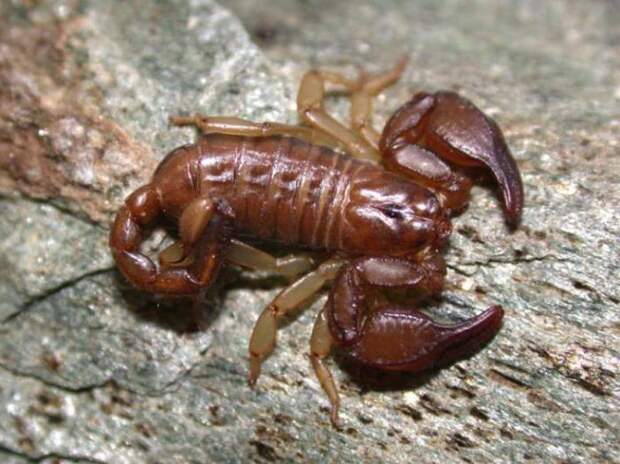 Крымский скорпион: описание вида и что делать при укусе