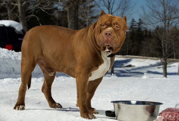 pitbull 08 Халк зубами щёлк: крупнейший питбуль в мире