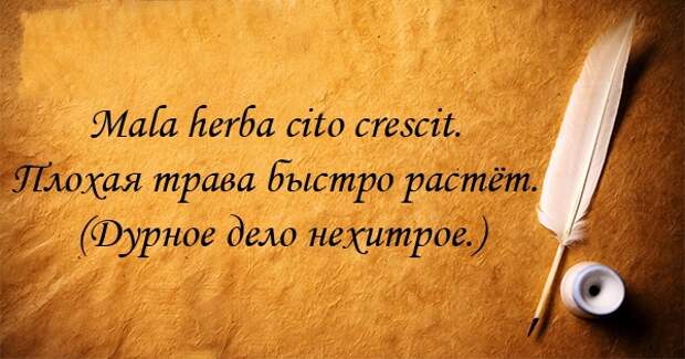 14 крылатых афоризмов на латыни афоризм, латынь
