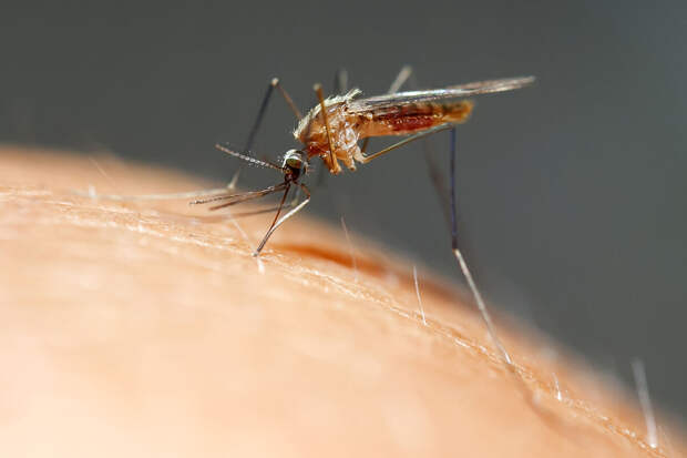 NatCom: найден белок, способный останавливать малярию