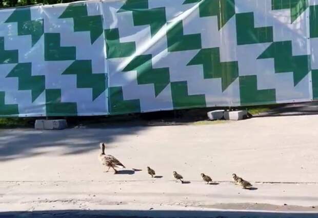 Видео: Андрей Коннов ВКонтакте