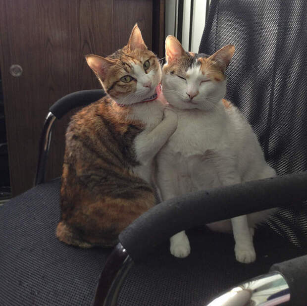 кошка и котенок