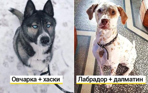 Скрещенные породы собак башня слов. Собачка для принтера. Кто произойдет если скрестить немецкую овчарку и далматинца