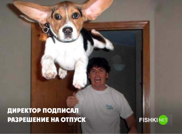 Если бы собаки работали в офисе животные, юмор