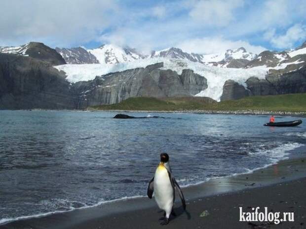 Приколы про пингвинов (30 фото) Приколы про пингвинов (30 фото)