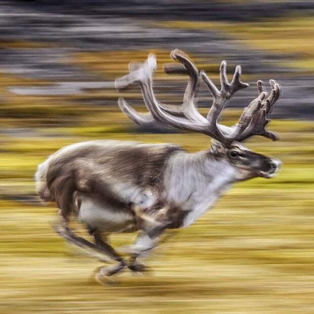 Лучшие фотографии от National Geographic