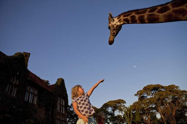 Завтрак с жирафами в необычном отеле Giraffe Manor, Кения. Фото