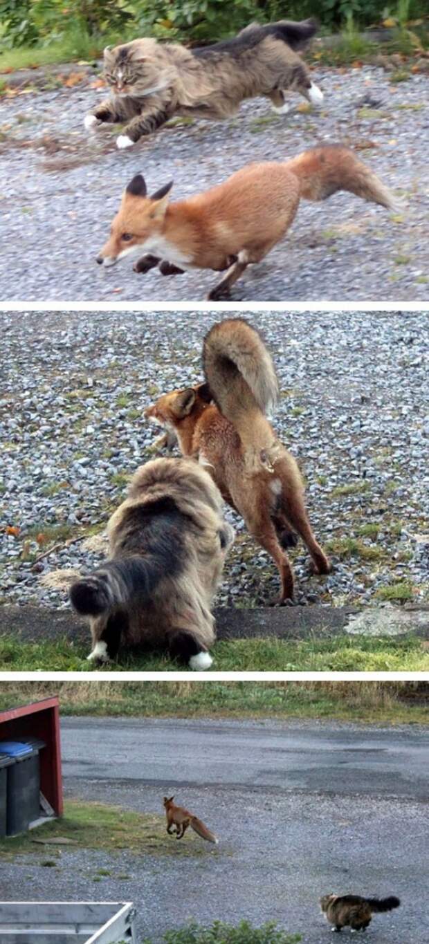 самые огромные кошки