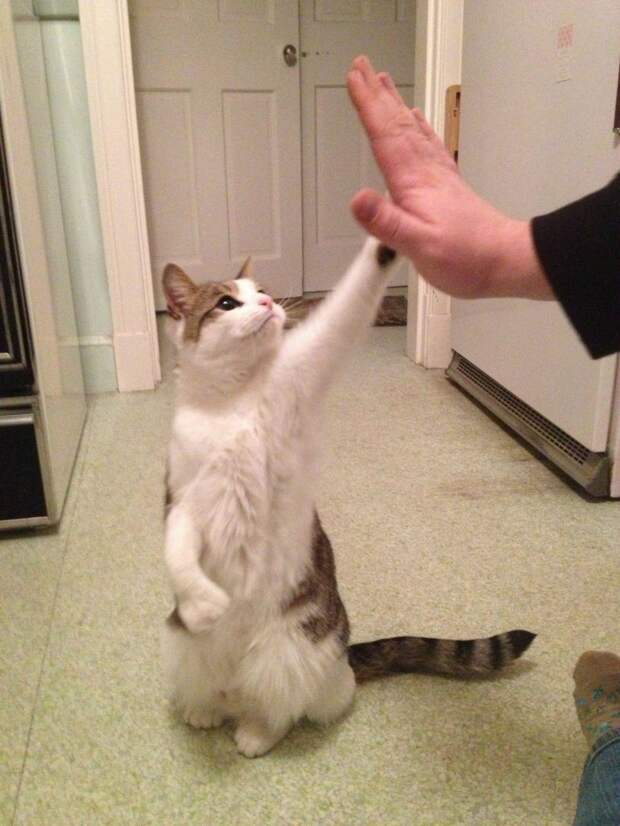 Давай пять, котейка