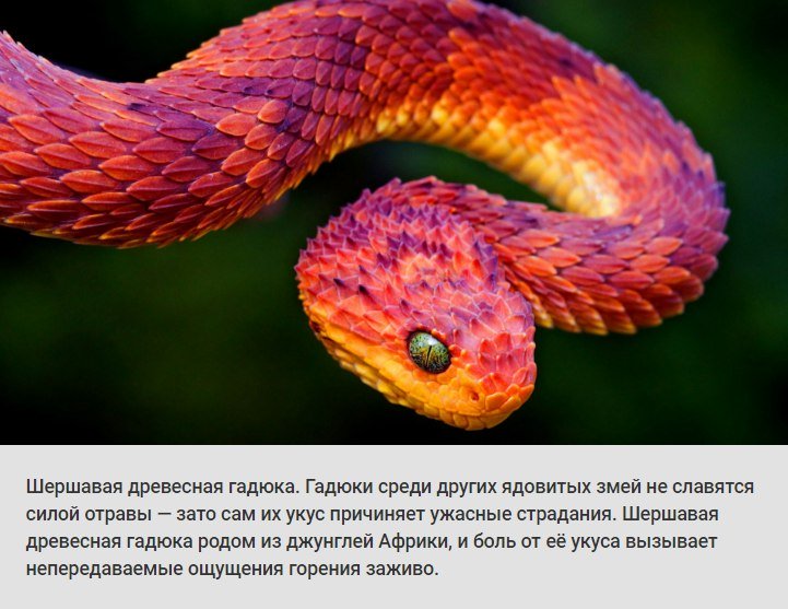 животные, растения, боль, адская боль