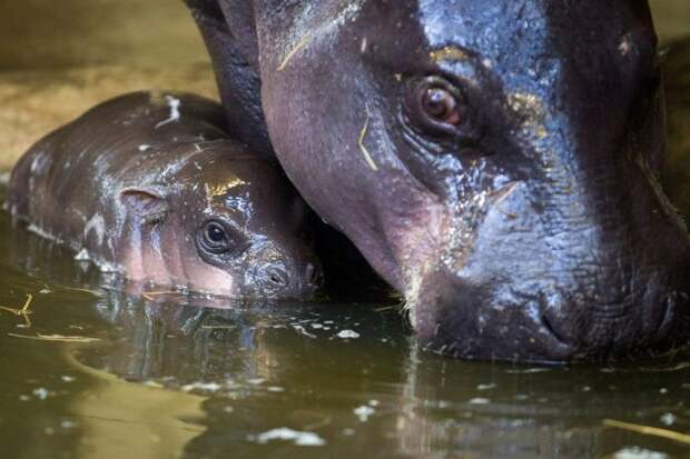 В зоопарке Бристоля показали 3-недельного детеныша карликового бегемота бегемот, детеныш, зоопарк
