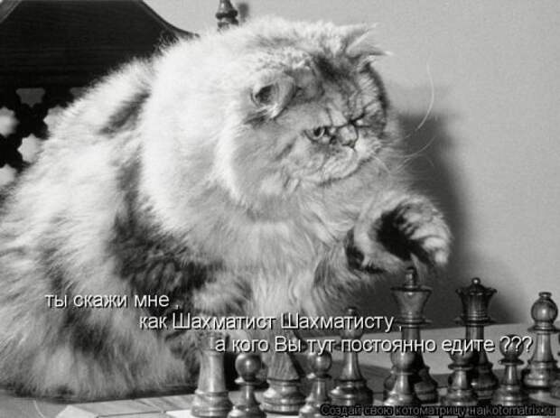 Еженедельная котоматрица (33 фото)