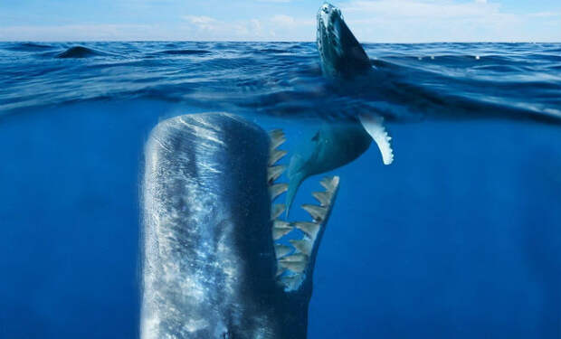 Самый опасный кит в истории планеты