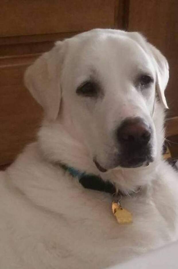 Today on Meet the Giants, the Akbash! Head over to read all about this amazing livestock guardian dog.