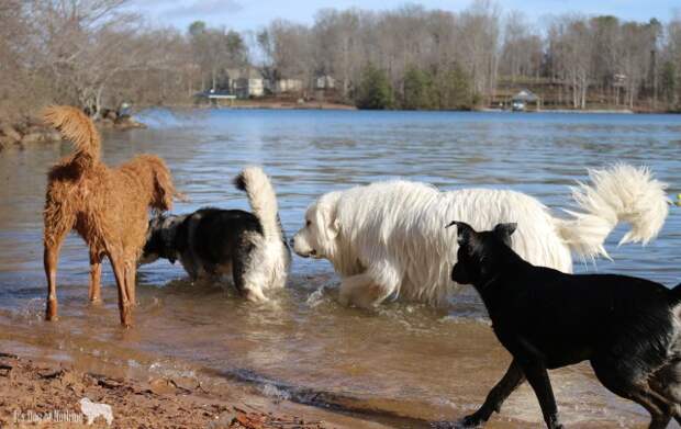 Great Pyrenees